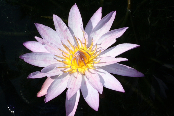 water lily fairchild tropical botanic gardens