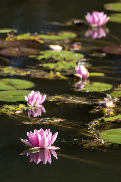 water lily i