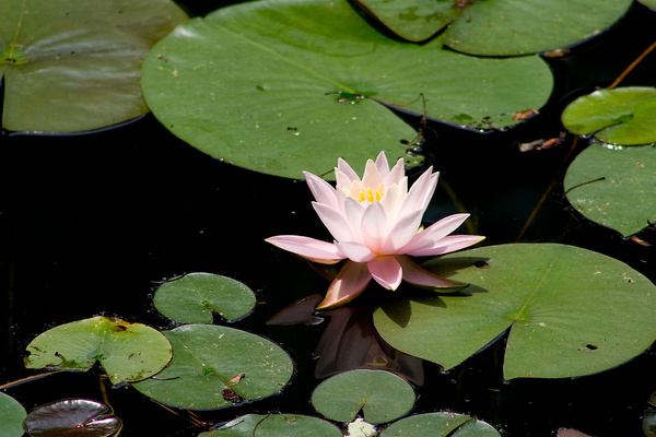 water lily ii