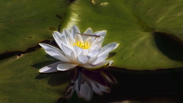 water lily in