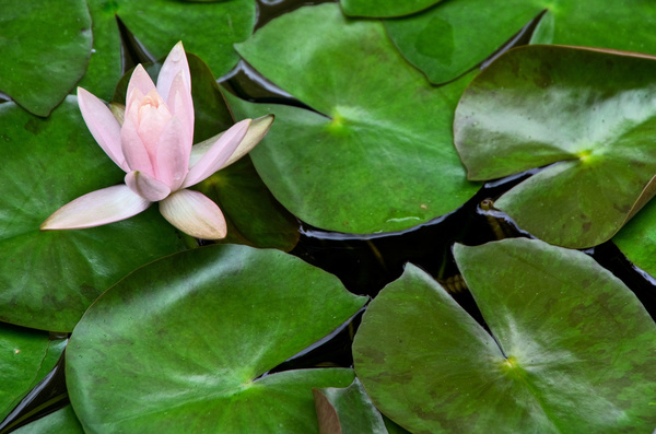 water lily in hong kong
