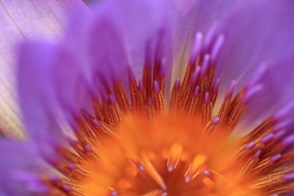 water lily nymphaea  