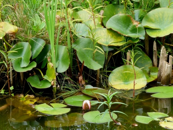 water lily plants