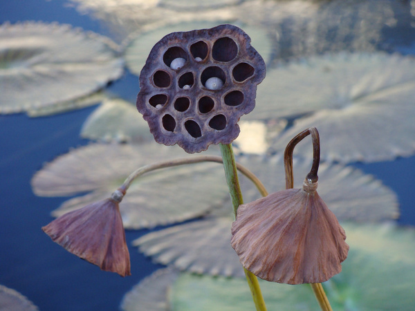 water lily pod 