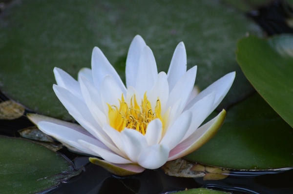 water lily white aquatic plant