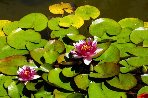 water lilys water flower