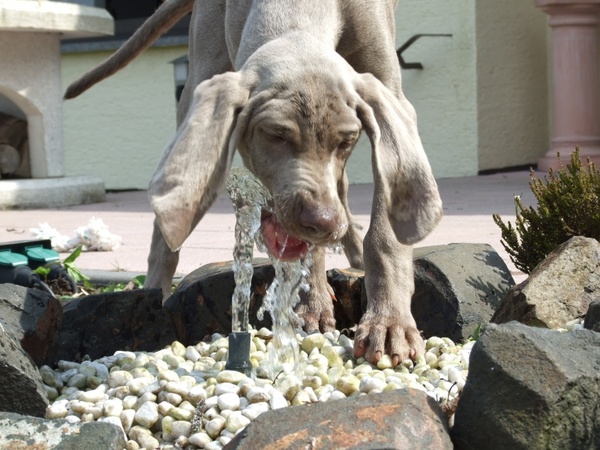 water puppy water splashes