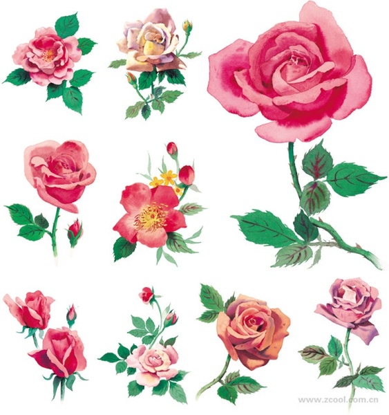 watercolor style roses highdefinition picture pink roses 9p