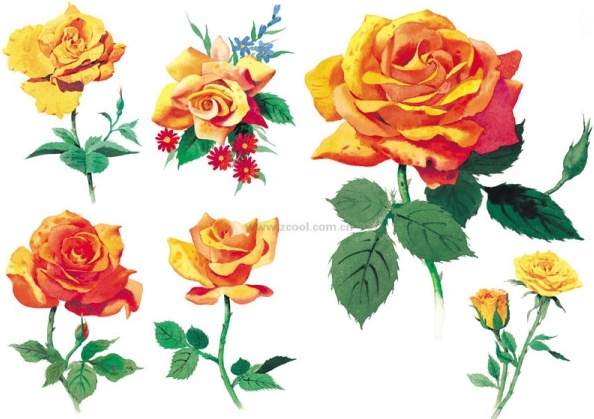 watercolor style roses highdefinition picture yellow rose 6p