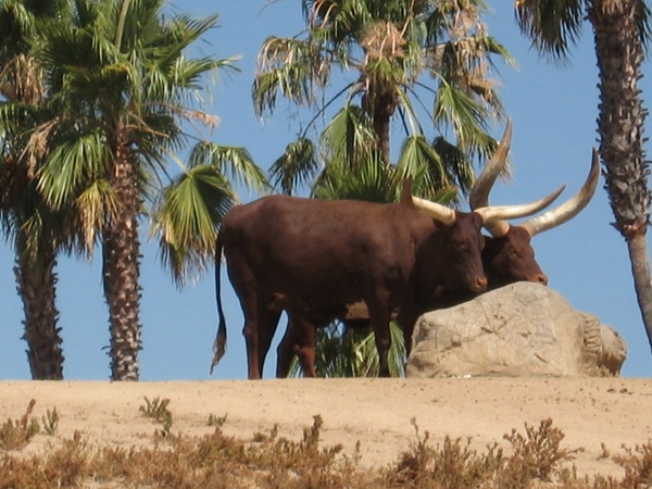watusi cattle origin africa