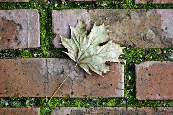 weathered maple leaf on red brick path