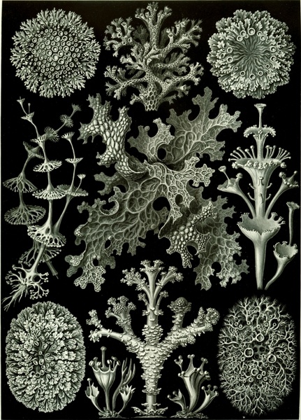 weave lichen haeckel lichenes 