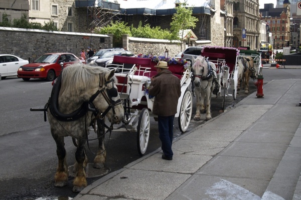 wedding coach horses 