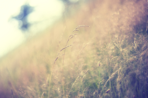 Weeds in field Free stock photos in jpg format for free download 2.67MB