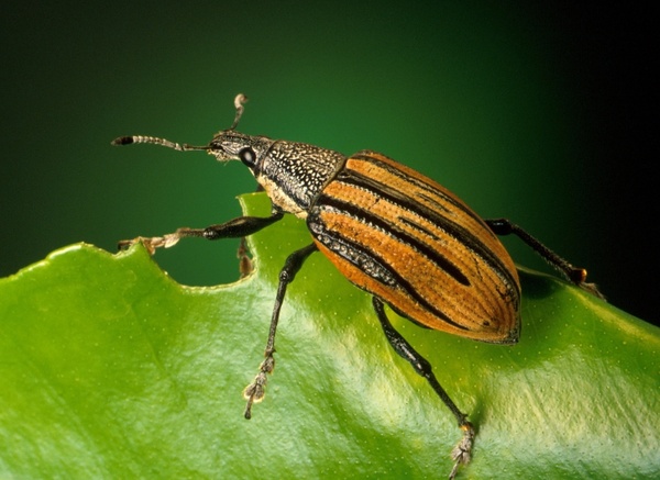 weevils beetle diaprepes abbreviatus