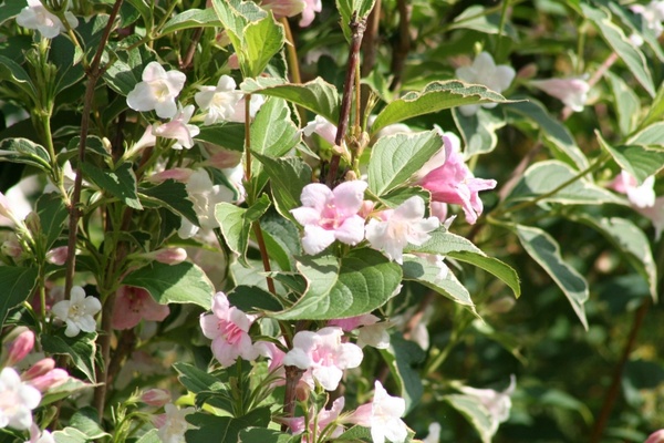 weigela bush flower 