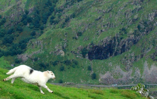 welsh mountain sheep