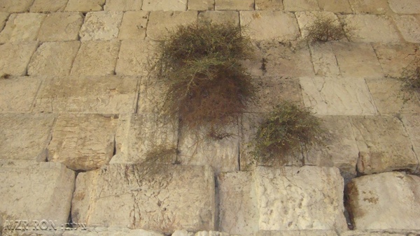 western wall in israel