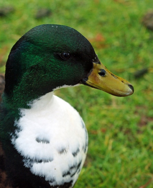 wet duck portrait