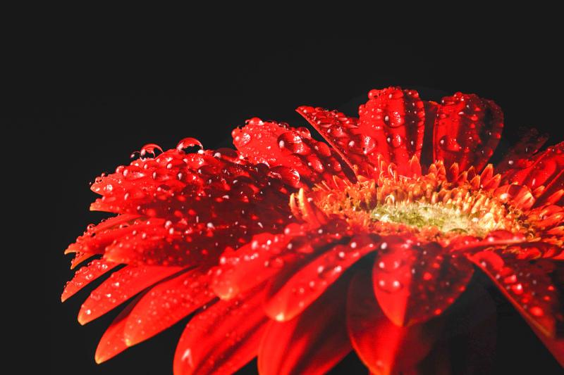 wet Gerbera petal backdrop picture contrast closeup realistic 