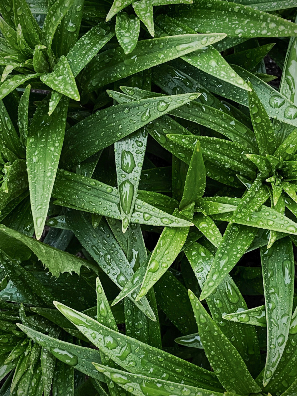 wet leaves picture elegant closeup 