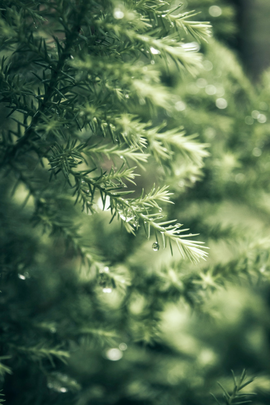wet pine tree picture elegant blurred closeup 