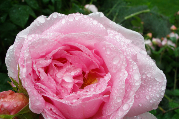 wet pink rose