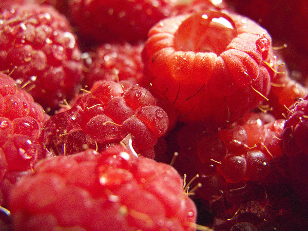 wet raspberries 