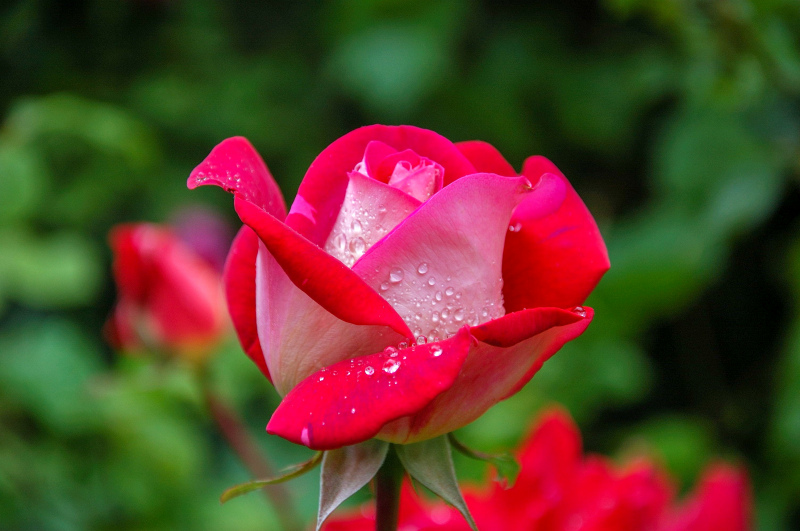 wet rose flowers picture elegant closeup