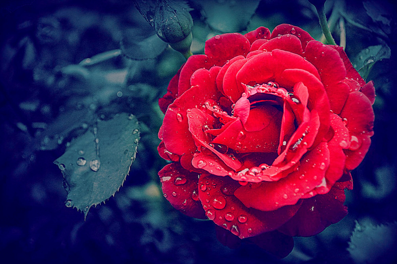 wet rose picture elegant contrast closeup 