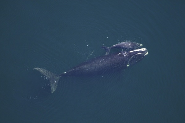 whale cow calf sea 