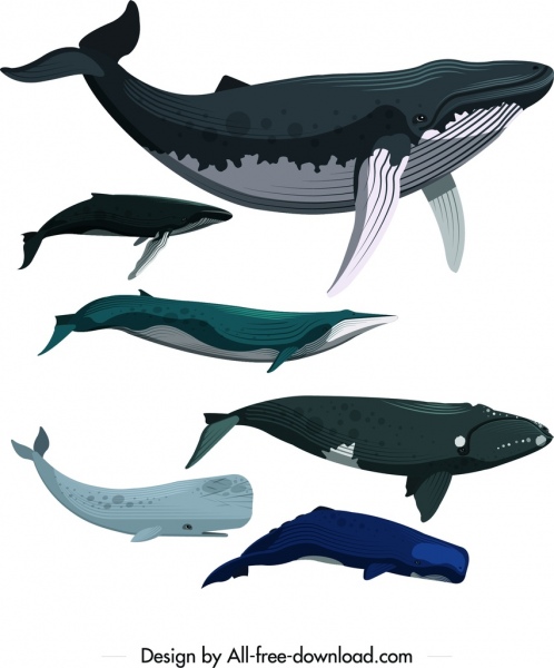 whale icons set colored cartoon sketch