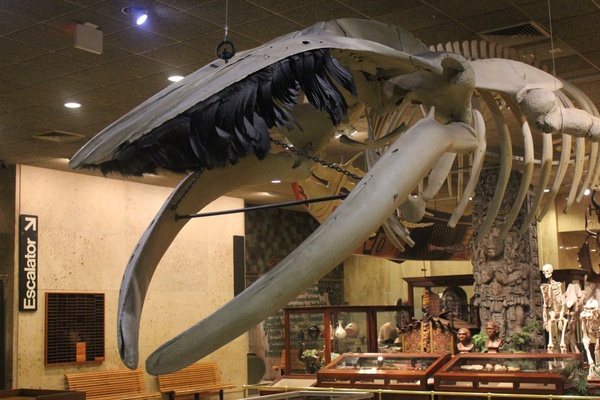 whale skeleton