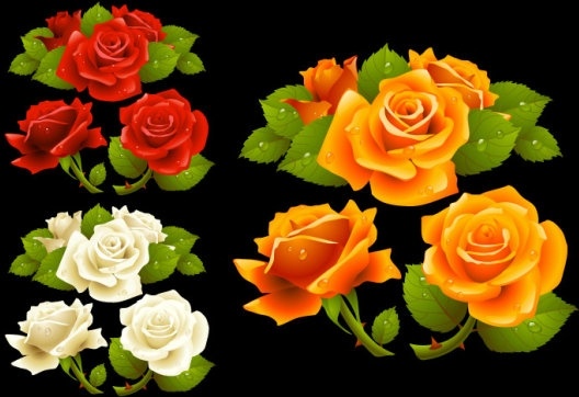 what a beautiful roses vector