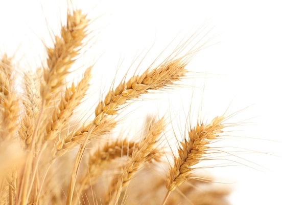 wheat 04 hd picture