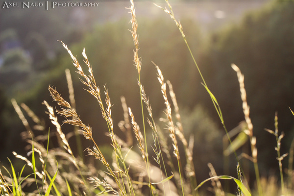 wheat amp sun 