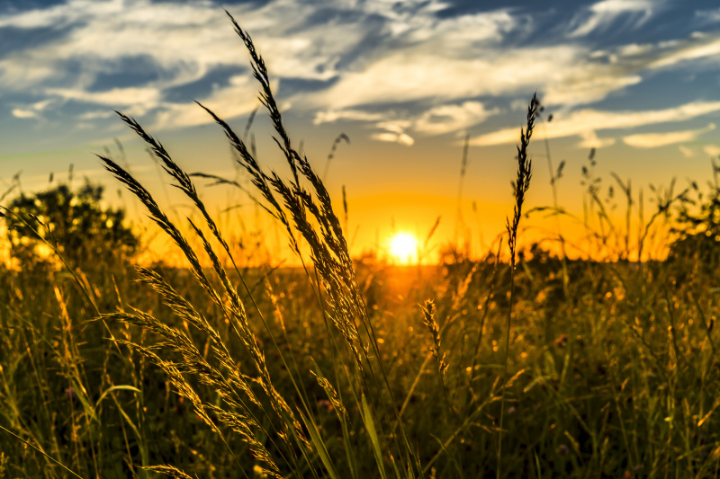 wheat field picture contrast sunset scene 