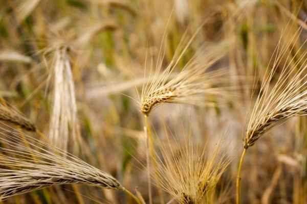 wheat field wheat field