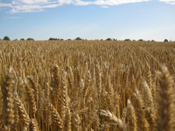 wheat harvest cereals