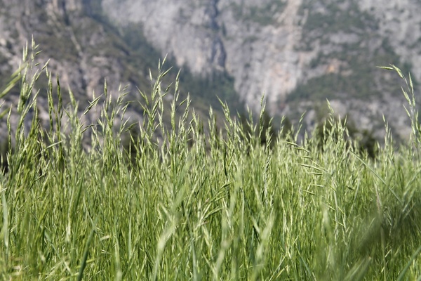 wheat like grass with mountains 