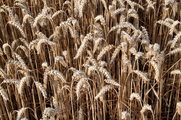 wheat plants crop