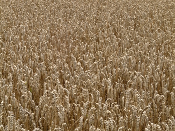 wheat spike cereals