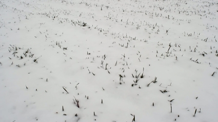 Wheat under the snow