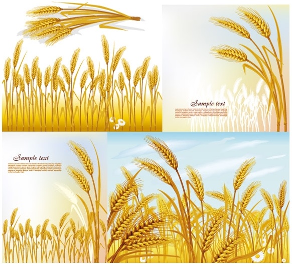 wheat vector 