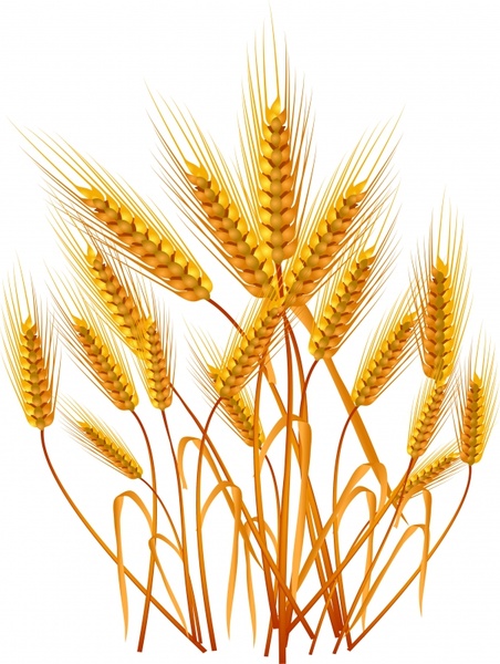 wheat background golden growing sketch