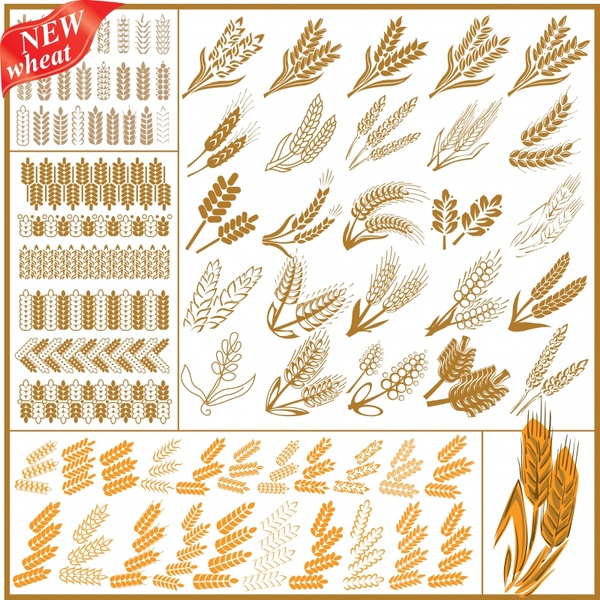 wheat design elements classic flat sketch