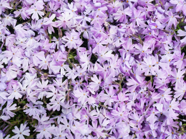 white and purple flowers 