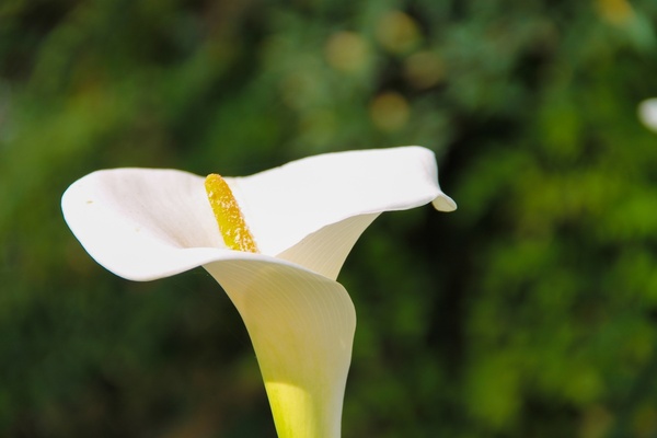 white calla lily flower on green