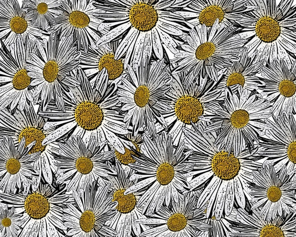 white daisy background