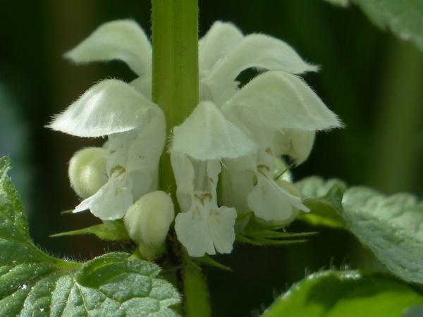 white deadnettle dead nettle flower